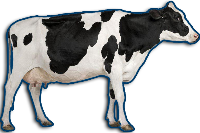 Holstein