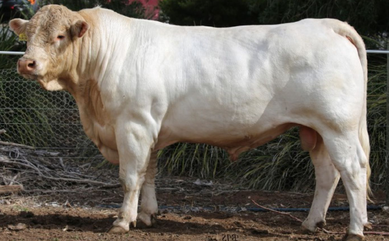 PARINGA EXECUTIVE J83 M371